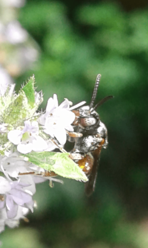 Apidae : Epeoloides coecultines? No, Pasites maculatus